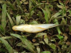 Satanoperca jurupari