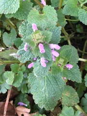 Lamium purpureum
