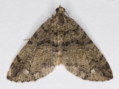 Hydriomena albifasciata