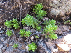 Sedum oaxacanum
