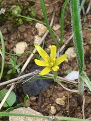 Gagea chlorantha