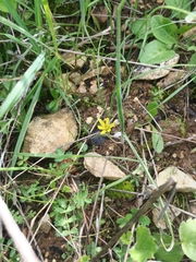 Gagea chlorantha