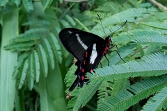 Parides proneus