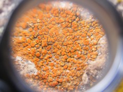 Polycauliona bolacina