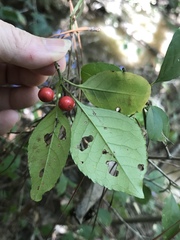 Ilex longipes