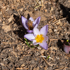 Crocus atticus