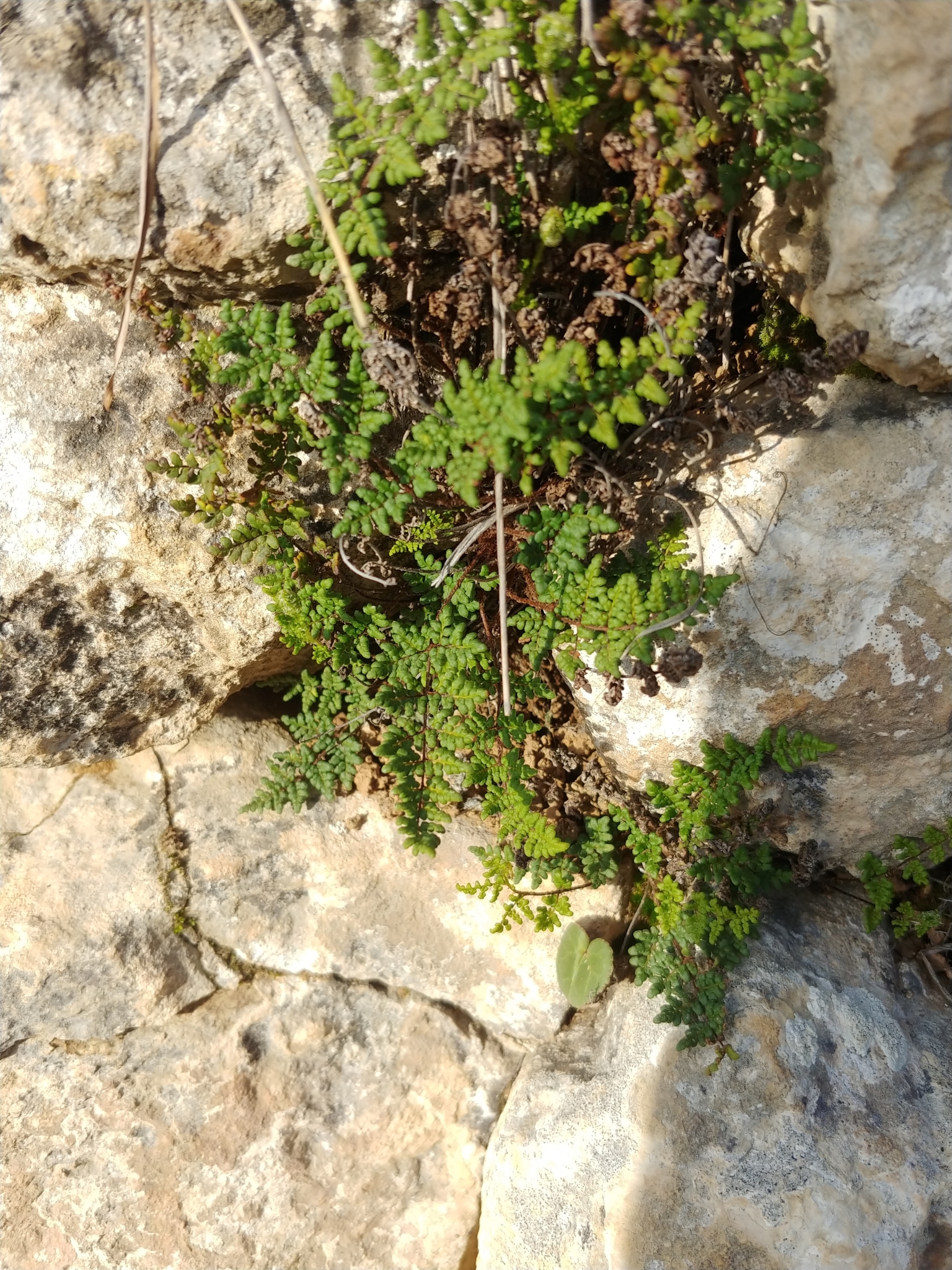 Oeosporangium pteridioides image
