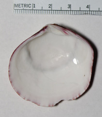 Semele rubropicta
