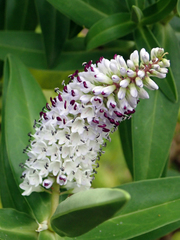 Veronica dieffenbachii