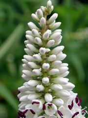 Veronica dieffenbachii