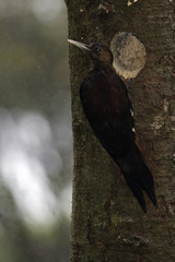 Okinawa Woodpecker photo 1