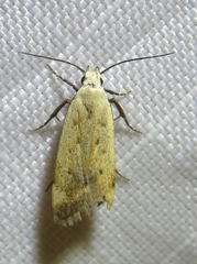 Anacampsis fullonella