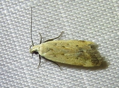 Anacampsis fullonella