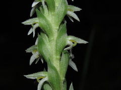 Brachystele unilateralis