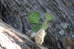 Opuntia lasiacantha