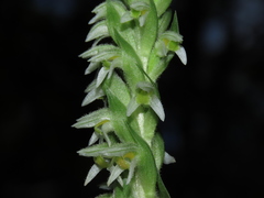 Brachystele unilateralis