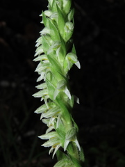 Brachystele unilateralis