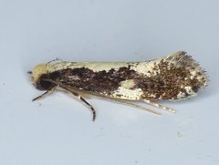 Monopis dorsistrigella