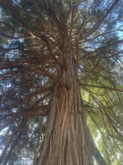 Sequoioideae