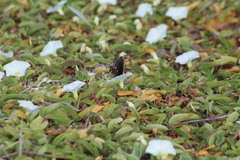 Battus philenor acauda