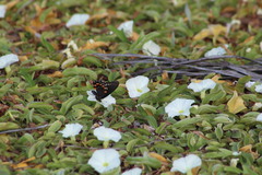 Battus philenor acauda