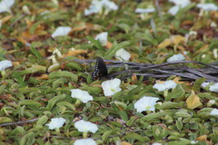 Battus philenor acauda