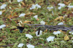 Battus philenor acauda