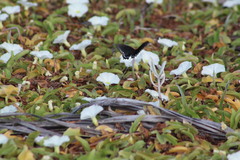 Battus philenor acauda