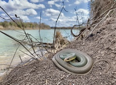 Coluber constrictor oaxaca