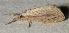 Dasychira atrivenosa