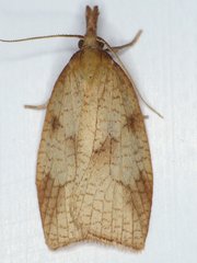 Sparganothis xanthoides