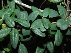 Boquila trifoliolata