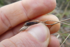 Rogadinae