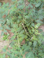 Solanum lycopersicum