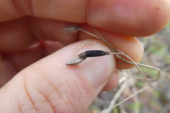Rogadinae