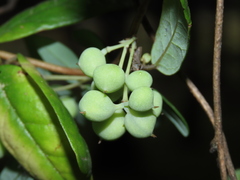 Boquila trifoliolata