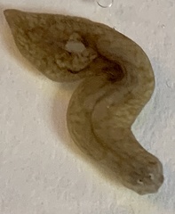 Planariidae