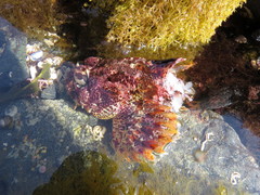 Hemilepidotus hemilepidotus