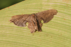 Calledapteryx dryopterata