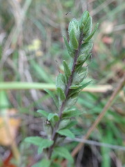 Orobanchaceae