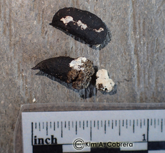 Callipepla californica