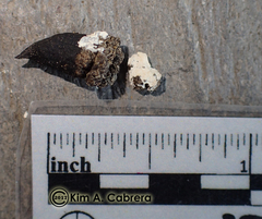 Callipepla californica