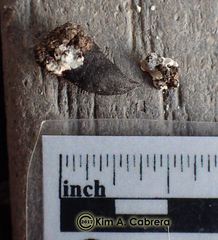 Callipepla californica