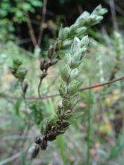 Orobanchaceae