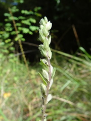 Orobanchaceae