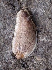 Testacella haliotidea