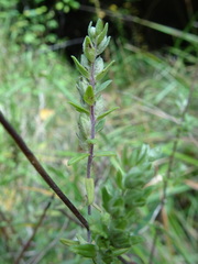 Orobanchaceae