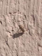 Nysius raphanus