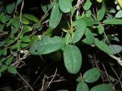 Boquila trifoliolata