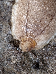 Testacella haliotidea